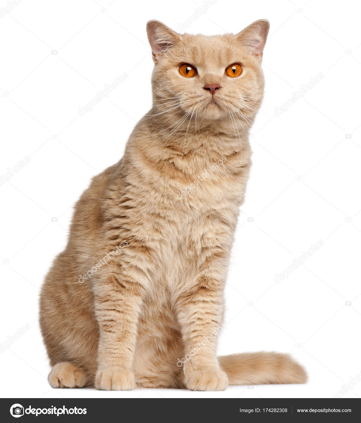 Ginger British Shorthair cat, year old, sitting in front of