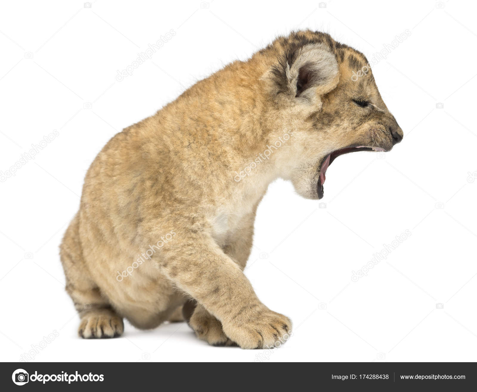 Lion cub, sitting and roaring, isolated on white — Stock Photo ©  lifeonwhite #174288438, image size:1600x1315