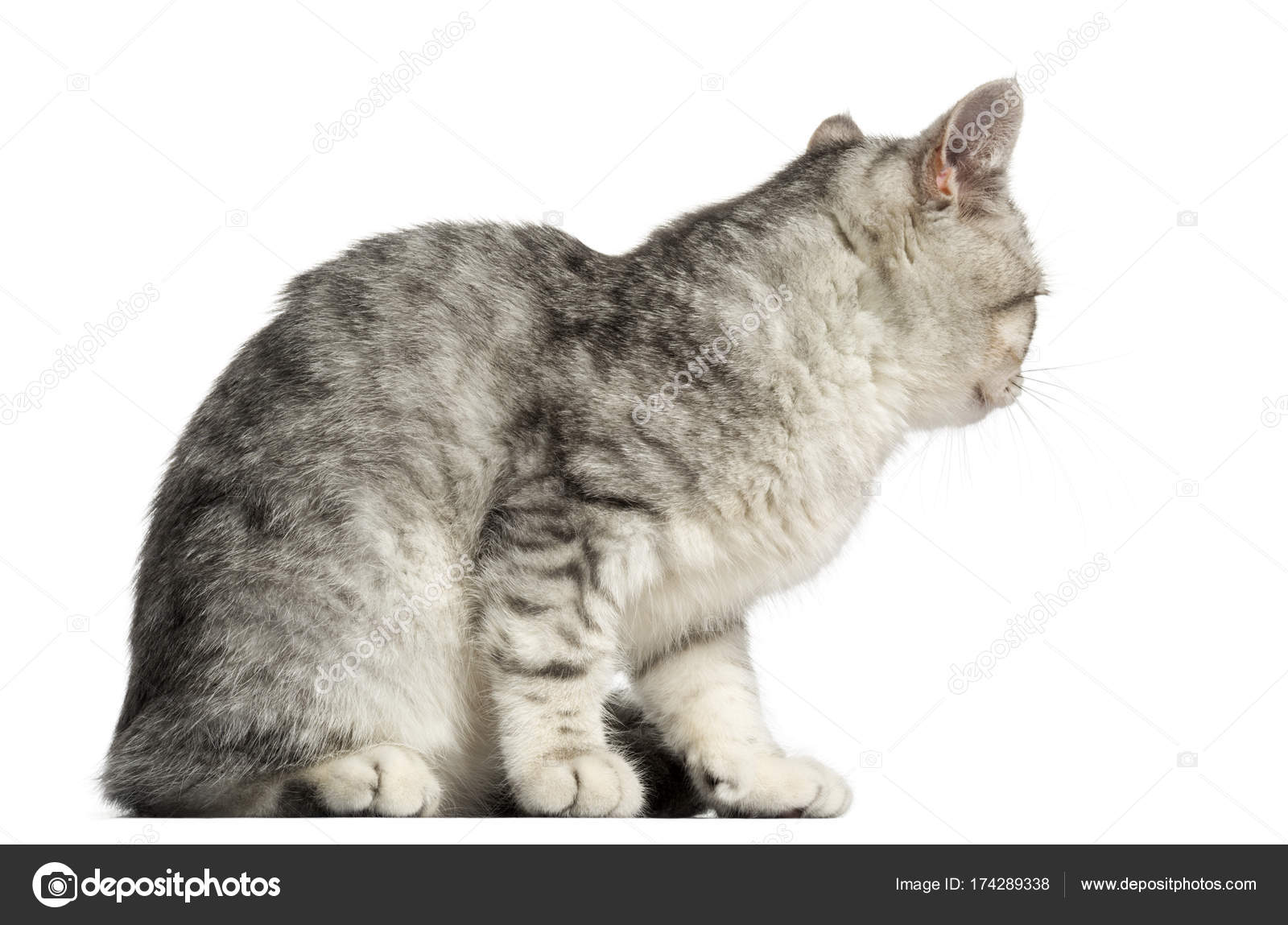 Seitenansicht Einer Britisch Kurzhaar Katze Sitzend 4