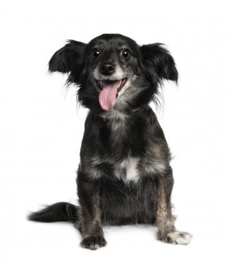 Karışık-Breed köpek (8 yaşında)