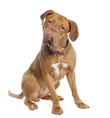Mastiff (15 aylık)