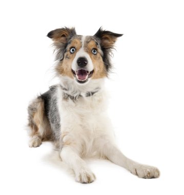 Border Collie (2 years old) clipart