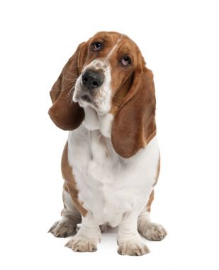 Basset Hound (1 year old) - hush puppy