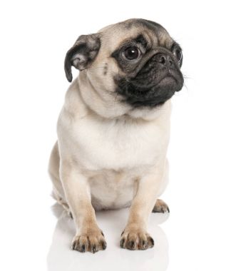 (7 ay eski oturan köpek pug)