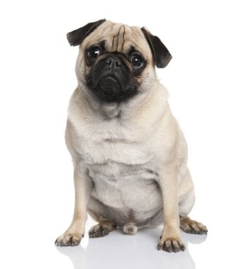 (18 aylık oturan pug)