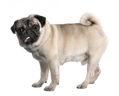 (yaş pug)
