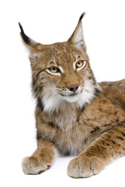 Bayağı vaşak, lynx lynx, 5 yaşında, otururken, stüdyo çekim