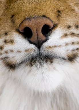 Bayağı vaşak burun, Lynx lynx, 5 yaşında Close-Up