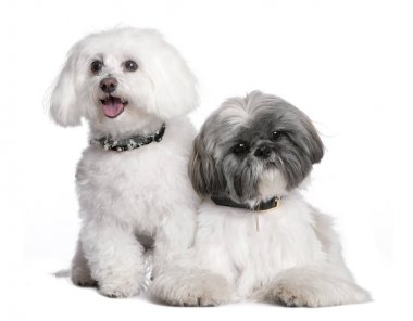 birkaç Shih Tzu ve Malta köpeği