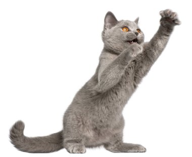 Britanya ile ilgili stenografi kedi yavrusu, beyaz arka plan önünde pawing 3 aylık