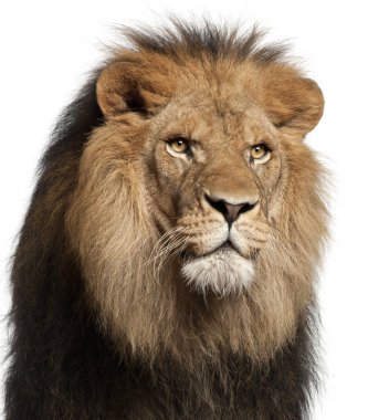 yakın çekim aslan, panthera leo, 8 yaşında beyaz arka plan,