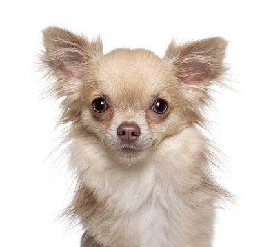 Chihuahua, 11 aylık beyaz arka plan önünde,