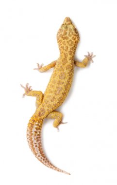 Leopard gecko, Eublepharis macularius, against white background clipart