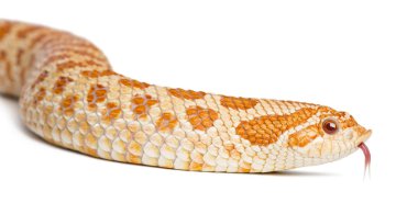 Batı domuz burunlu yılan, Heterodon nasicus, kapatmak karşı beyaz arka plan