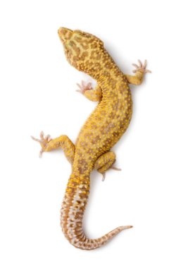 leopar gecko, beyaz arka plan eublepharis macularius