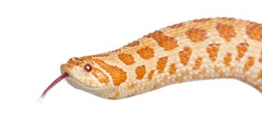 Batı domuz burunlu yılan, Heterodon nasicus, kapatmak karşı beyaz arka plan