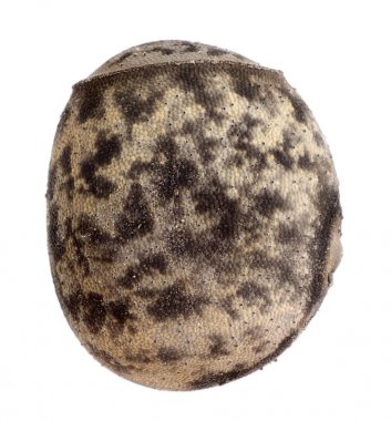 Yumurta sopa böcek - Neohirasea fruhstorferi