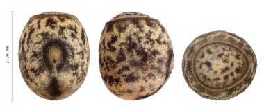 Yumurta sopa böcek - Neohirasea fruhstorferi