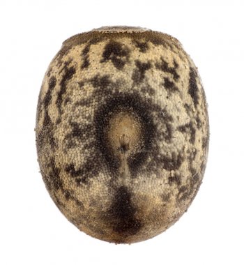 Yumurta sopa böcek - Neohirasea fruhstorferi