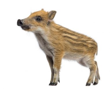 Yaban domuzu, Sus scrofa, 2 ay yaşlı, ayakta ve uzağa arıyorsunuz, 