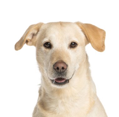 Golden Retriever, bir yıl eski, nefes nefese, beyaz izole