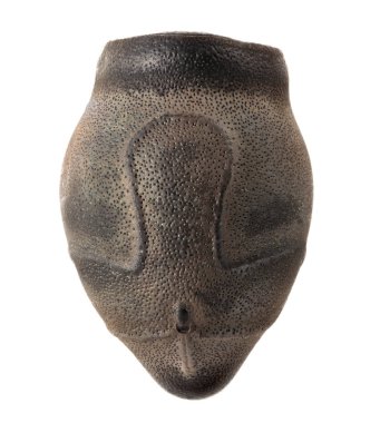 Sungay böcek sopa'nın yumurta, Sungaya inexpectata 4.7 izole mm, 