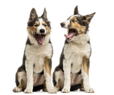 Sınır collies, birlikte oturan beyaz izole esneme,