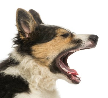 Esneme, üzerinde beyaz izole bir Border collie Close-Up