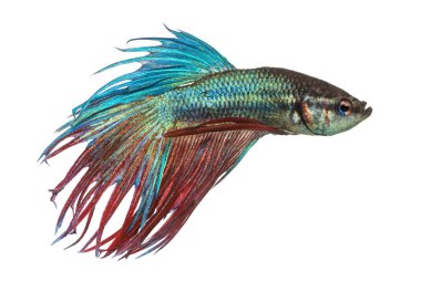 bir Siyam mücadele izole balık, betta splendens, yan görünüm 