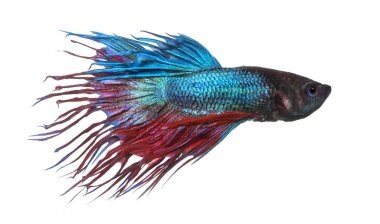 bir Siyam mücadele izole balık, betta splendens, yan görünüm 