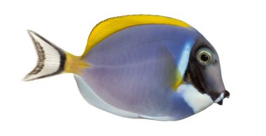 Bir toz blue tang, Acanthurus leucosternon, isolat yan görünüm