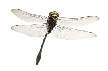 Uçan Cordulegaster bidentata aşağıdan izleniyor.