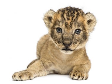 Lion cub,  lying down, 16 days old, isolated on white clipart