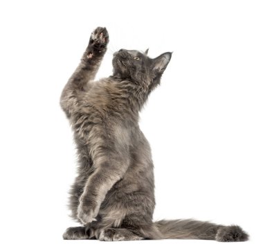 Bir Maine Coon yavru kedi yan görünüm 4, pawing arka ayakları üzerinde mont