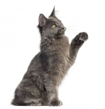 Oturmuş, 4 ay ol, pawing Maine Coon yavru kedi yan görünüm