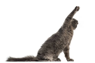 Oturmuş, üzerinde izole, 4 ay yaşlı, pawing Maine Coon yavru kedi 