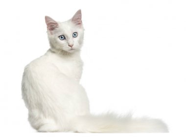 Oturmuş, geriye doğru 4 PT arıyorum ana coon kedi arka görünümü