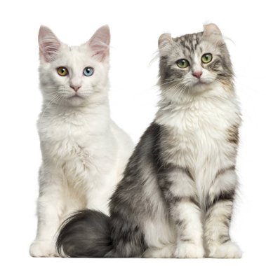 Ana Rakun ve oturma ve c de seyir Amerikalı kıvırmak yavru kedi