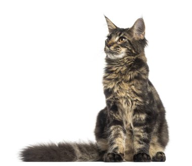 Oturmuş, 4 ay, eski, Maine Coon yavru kedi üzerinde izole