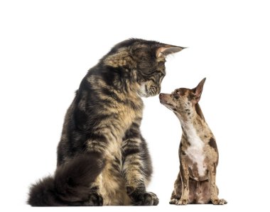 Maine Coon yavru kedi oturma ve bir chihuhua koklama