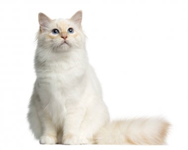 Oturmuş, üzerinde beyaz izole bir Birman kedisi önden görünümü