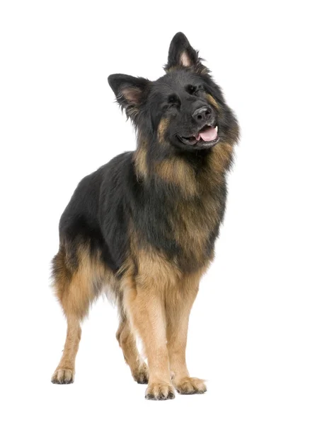 Schäferhund (3 Jahre)) — Stockfoto