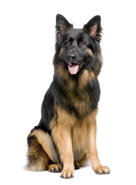 Schäferhund (3 Jahre)) — Stockfoto