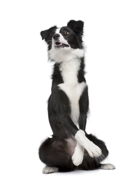 Collie fronterizo frente a un fondo blanco —  Fotos de Stock