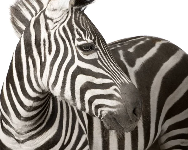 Zebra (4 года) ) — стоковое фото