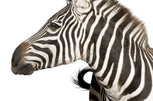 Zebra (4 года) ) — стоковое фото