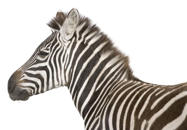 Zebra (4 Jahre)) — Stockfoto