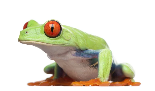 Rana arborícola de ojos rojos - Agalychnis callidryas —  Fotos de Stock