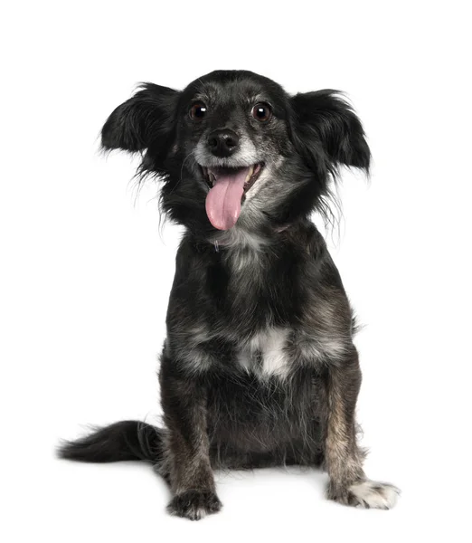 Mixed-Breed Dog (8 years old) — Stock Photo, Image