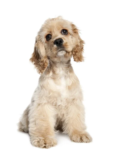 Amerikansk Cocker Spaniel valp (4 månader gammal) — Stockfoto